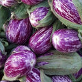 Aburigine Homsi from Jordan 20kg