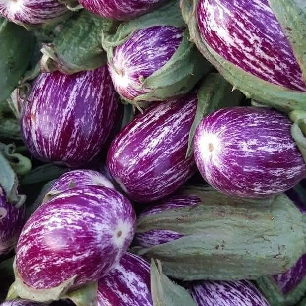 Aburigine Homsi from Jordan 20kg