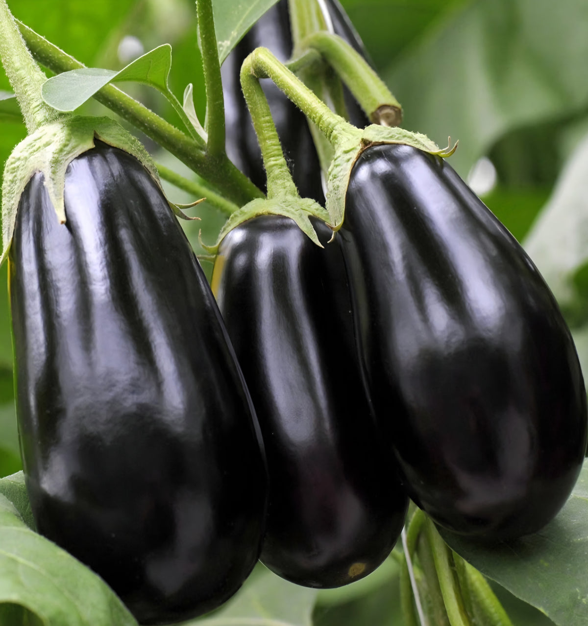 Aburigine Baladi Black  from Jordan 20kg