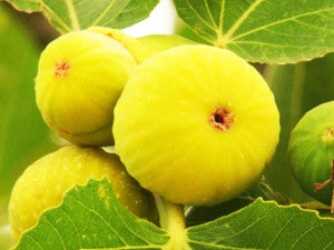 figs 1kg spanish £7