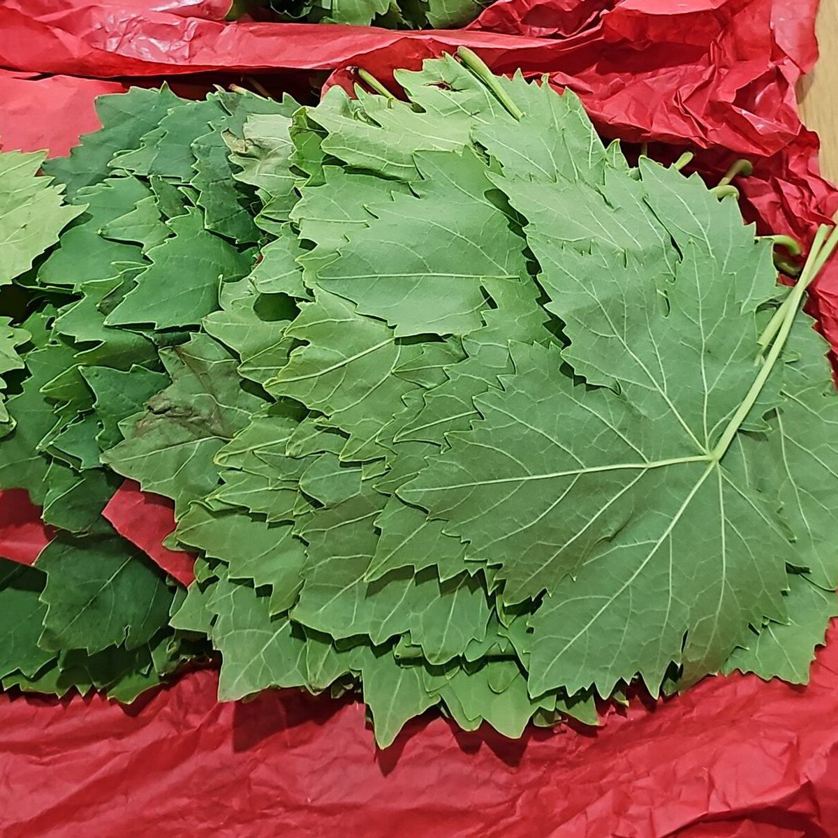 vine leaves 1kg £15