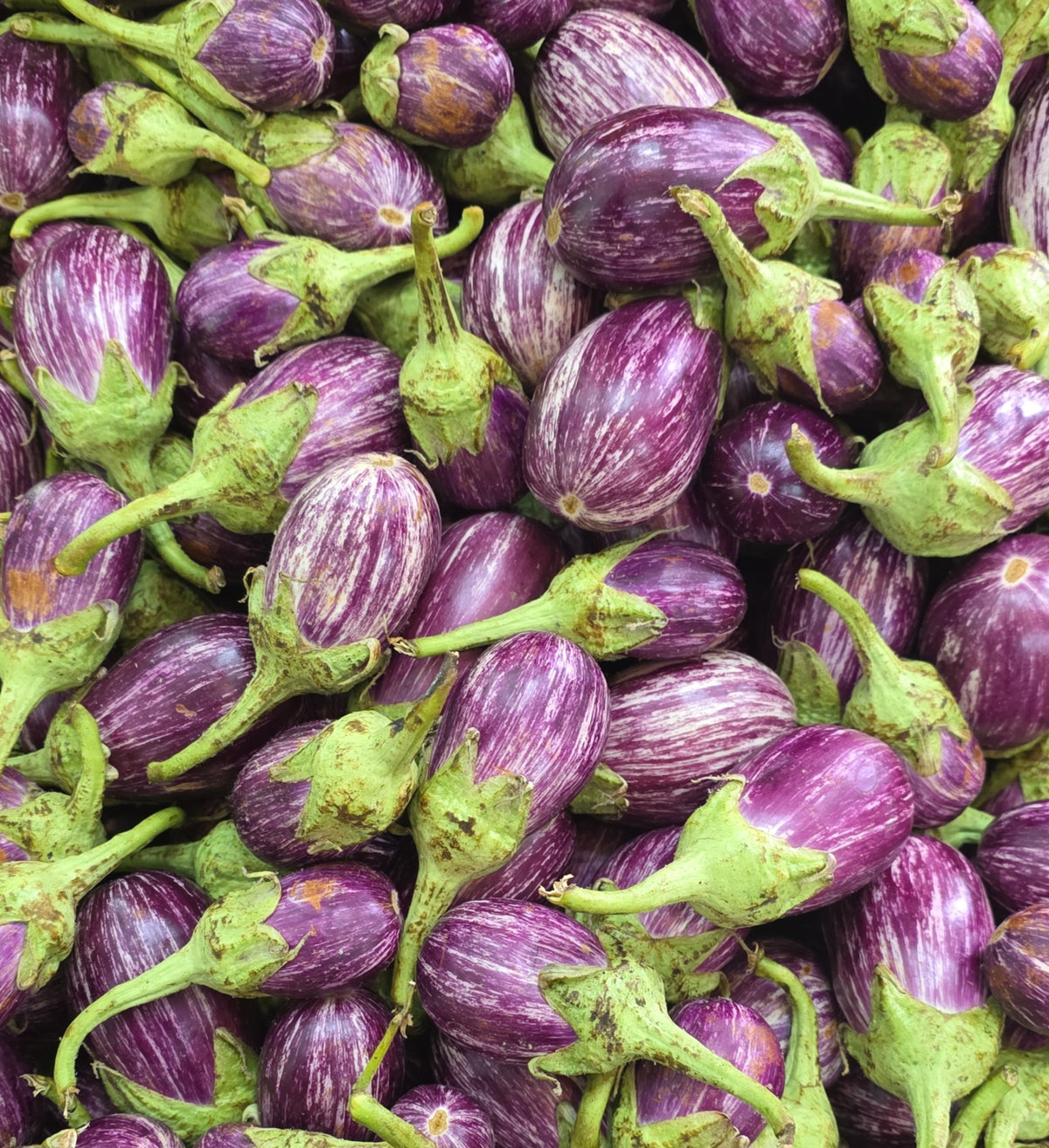 Aubergine Homsi for Makdous 20kg أردني