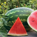 watermelon 1kg £0.90