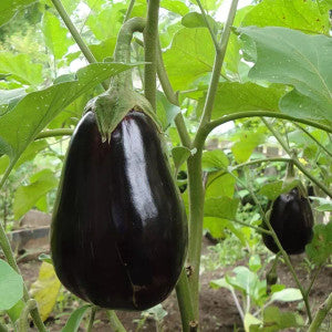1 aubergine £0.85