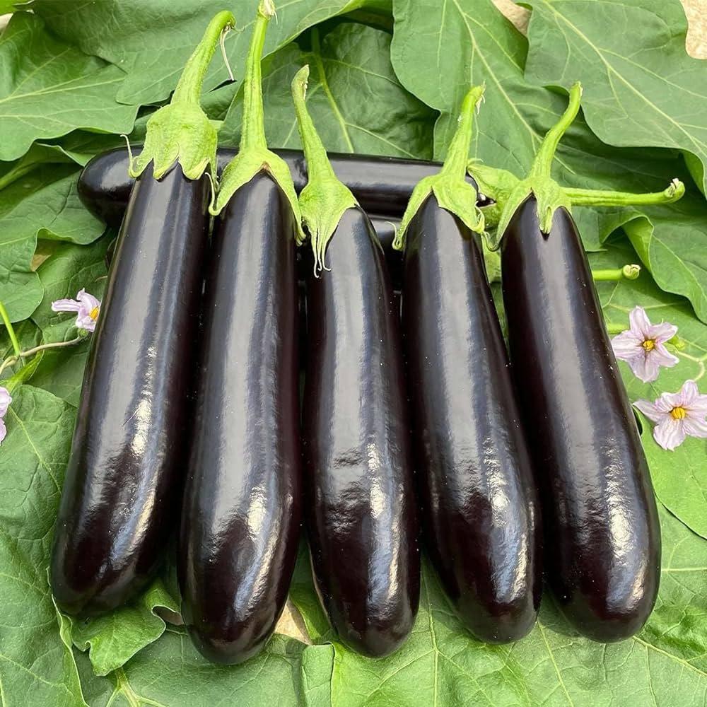 long black  aubergine 1kg