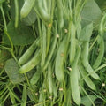 Green Beans (Fasoulia) 1 kg