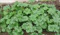 خبيزه £2
