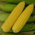 sweet corn single £0.85