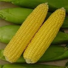 sweet corn single £0.85